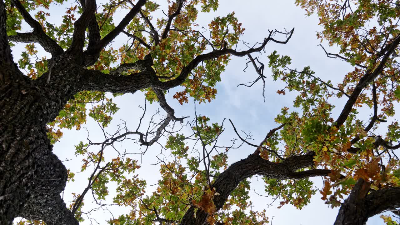 秋天，一棵橡树的树冠，从下到上，覆盖着黄色和绿色的叶子，背景是蓝色的天空。相机旋转。迷人的景色视频下载