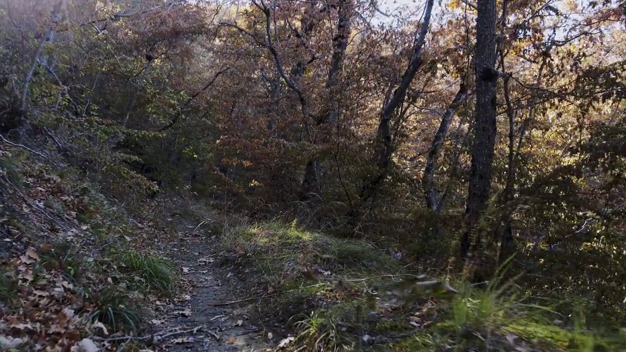 山坡上的秋天的森林。阳光透过秋林的树叶，反射出明亮的光芒视频下载