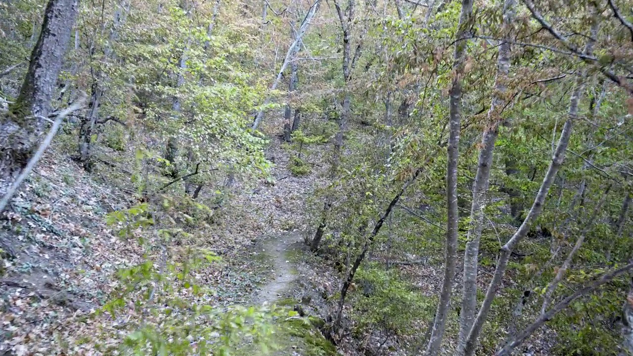 沿着小径进入山脉斜坡上的秋林视频下载