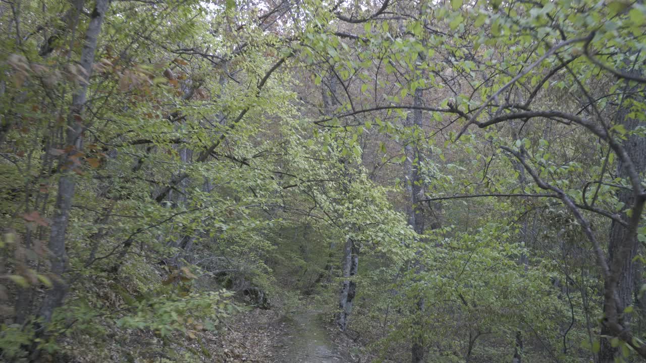 在山脉斜坡上的秋天森林里徒步旅行视频下载