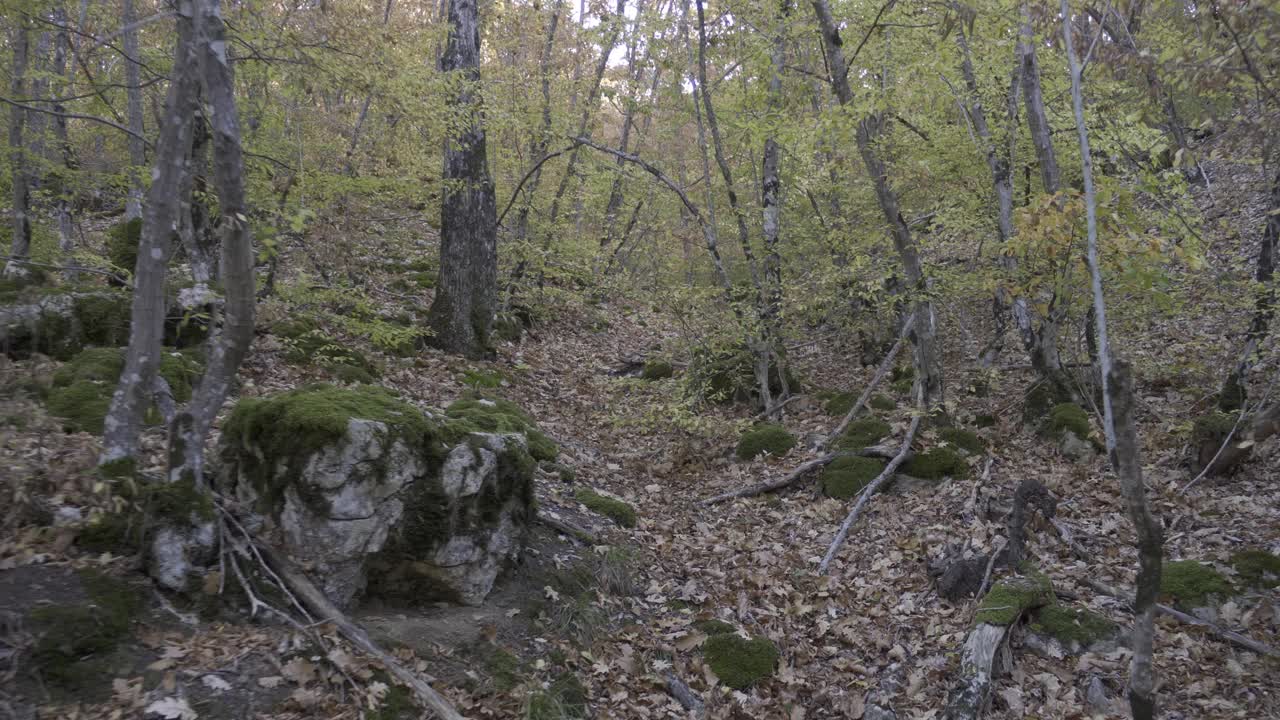 在长满苔藓的大石之间的山坡上，在秋天的森林里徒步旅行视频下载