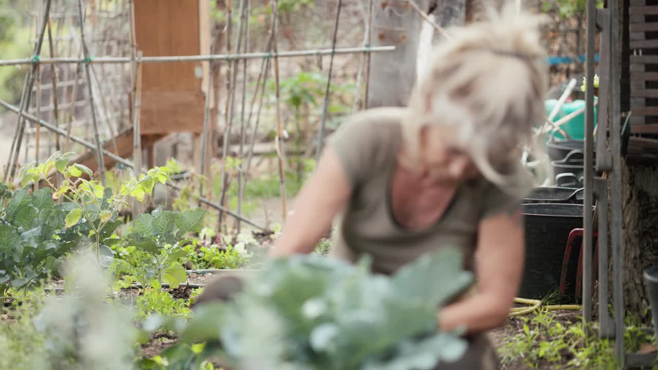 一个留着金色脏辫的老女人在她的有机菜园里关心西兰花。视频下载