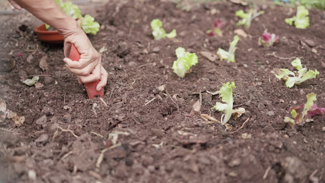 一位年长的妇女正在用手在她的有机花园土壤中种植卷曲的生菜幼苗，并使用了一个耙。视频下载
