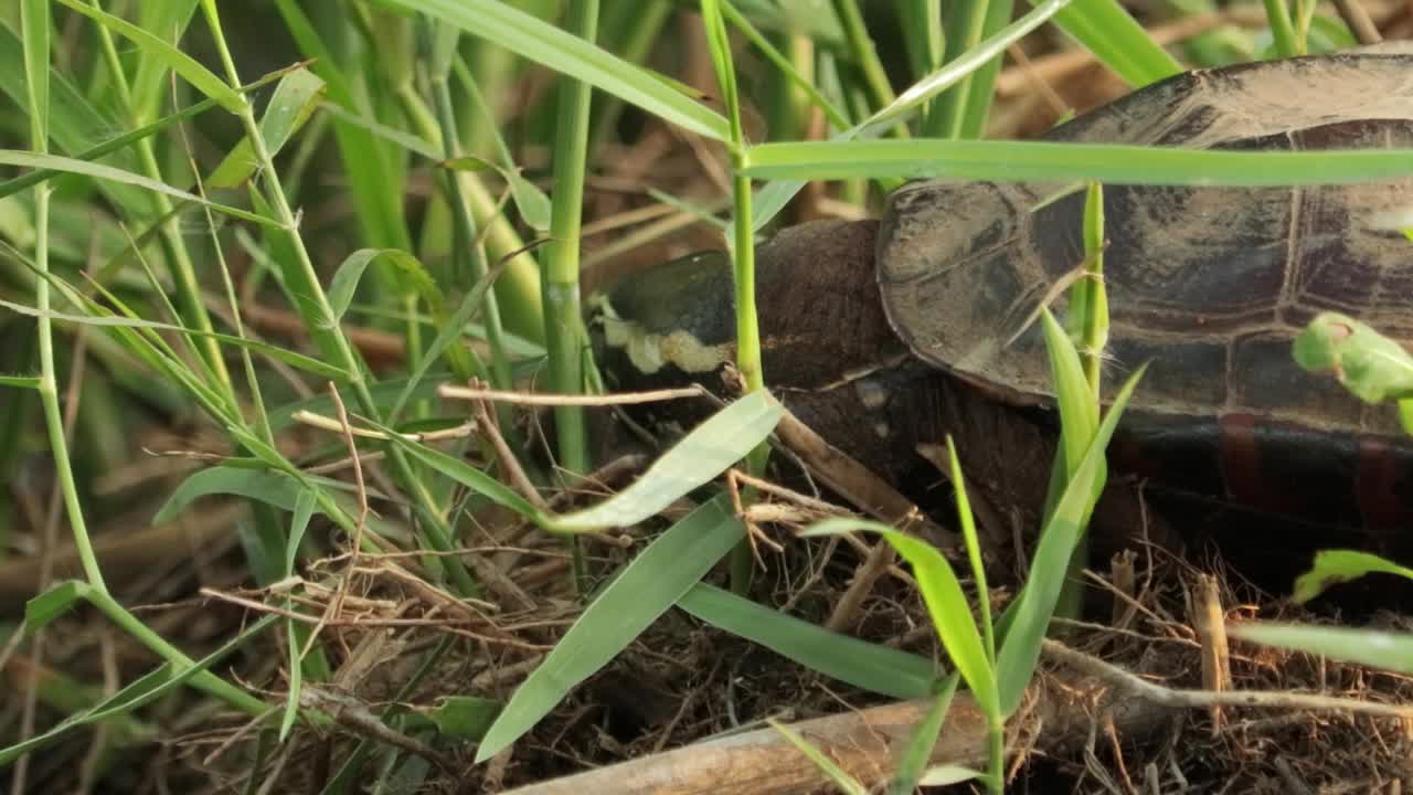 草丛中吃蜗牛的湄公河龟特写。Malayemys Subtrijuga在泰国。视频下载