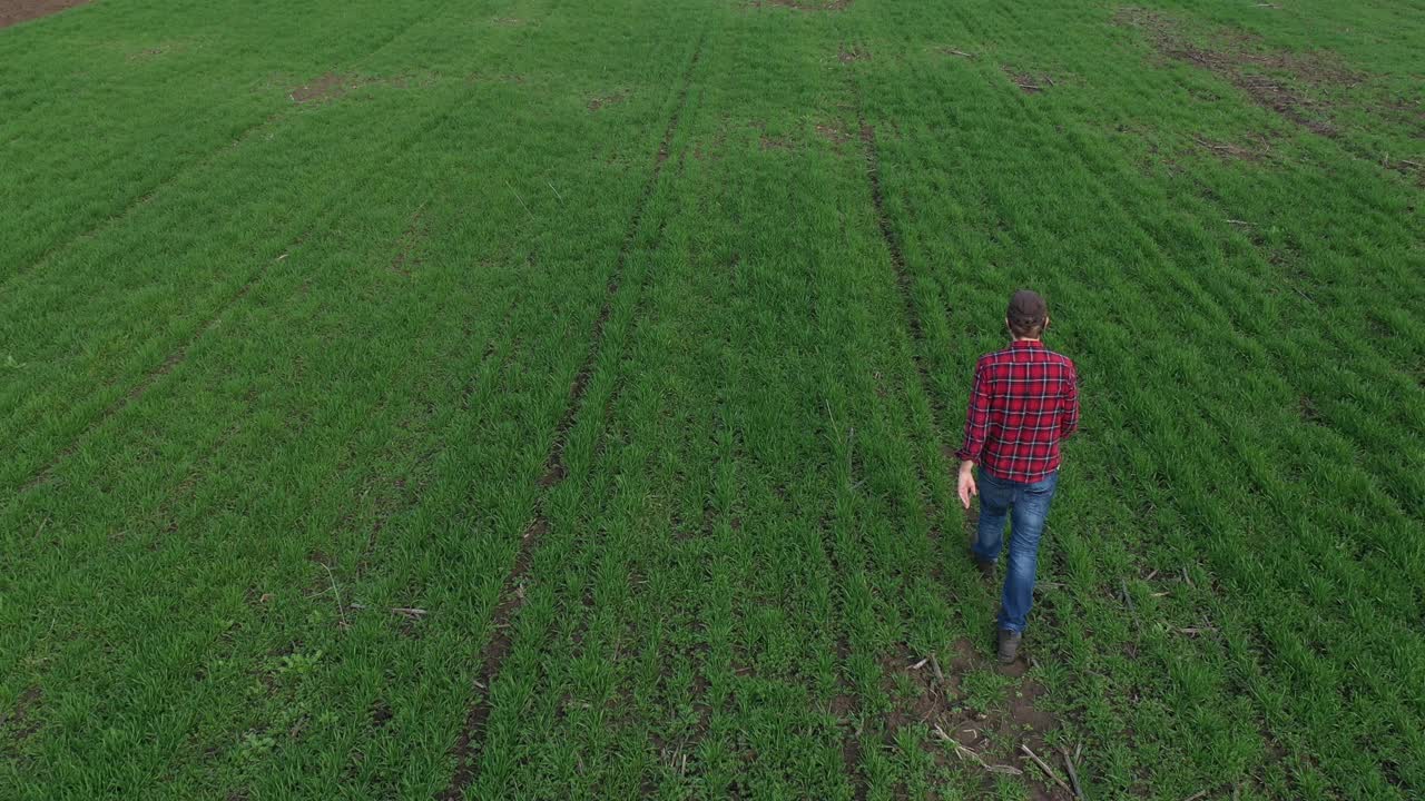 航拍农民农艺师走过小麦作物苗田和检查种植园视频下载