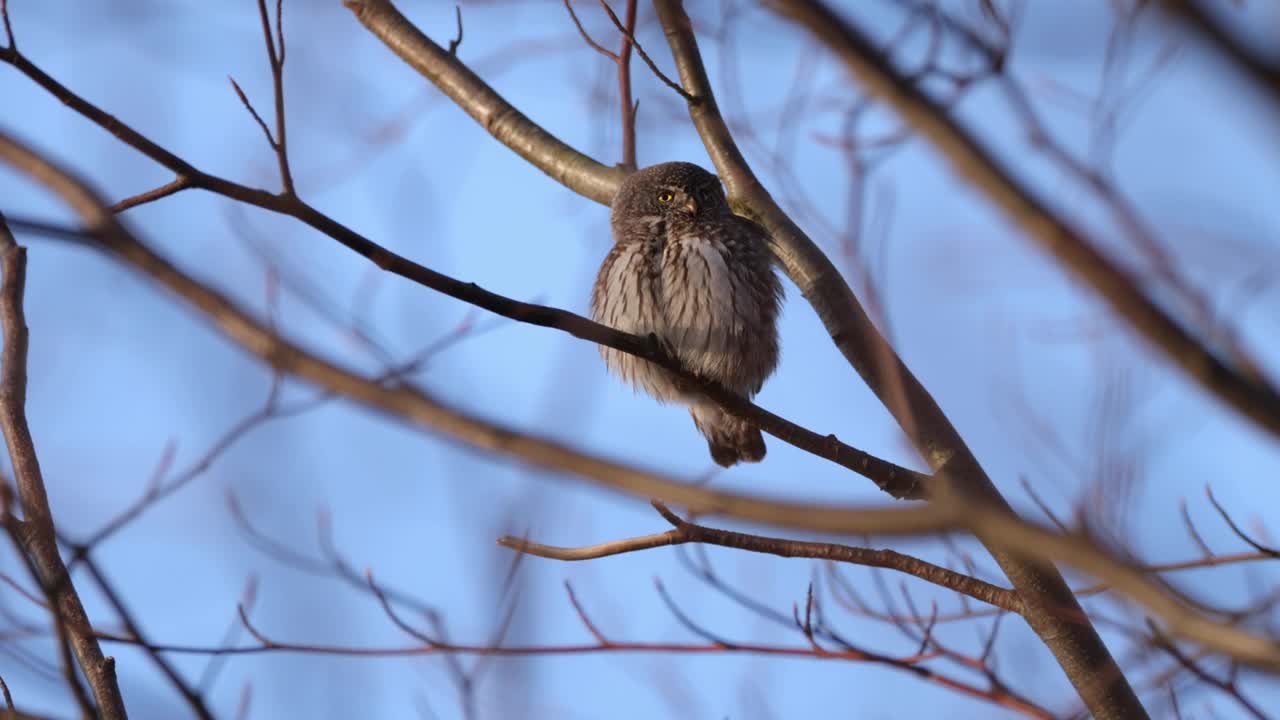 欧亚侏儒猫头鹰雌性整理，产自德国视频下载