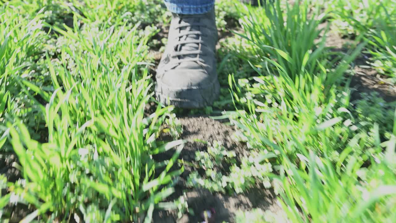 农民农艺师走过栽培小麦作物苗田，低角度看靴子特写视频下载