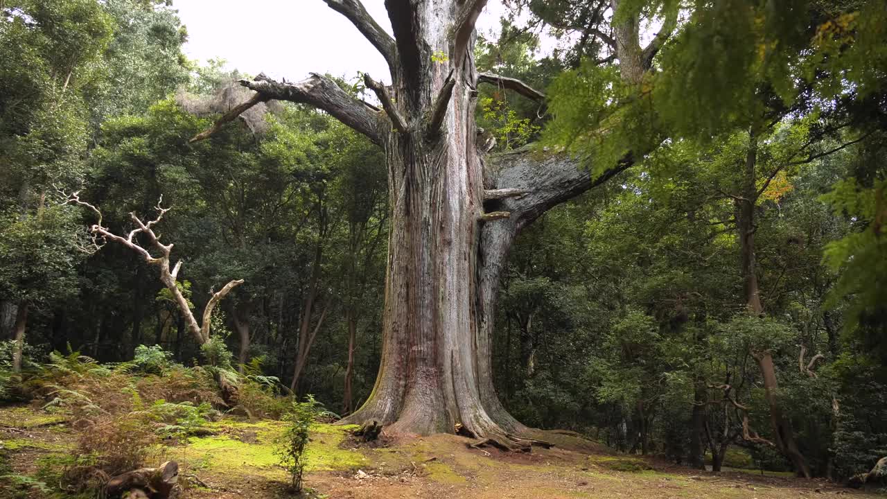 日本嘉贺大沙附近奈良公园里巨大的日本古树视频下载