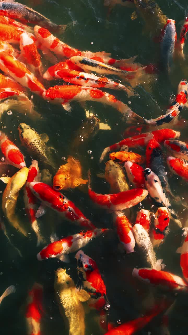 彩色鲤鱼或锦鲤在日本花园的池塘里游泳的美丽景色，Nishikigoi, Nobody，慢动作，智能手机镜头的垂直视频视频下载