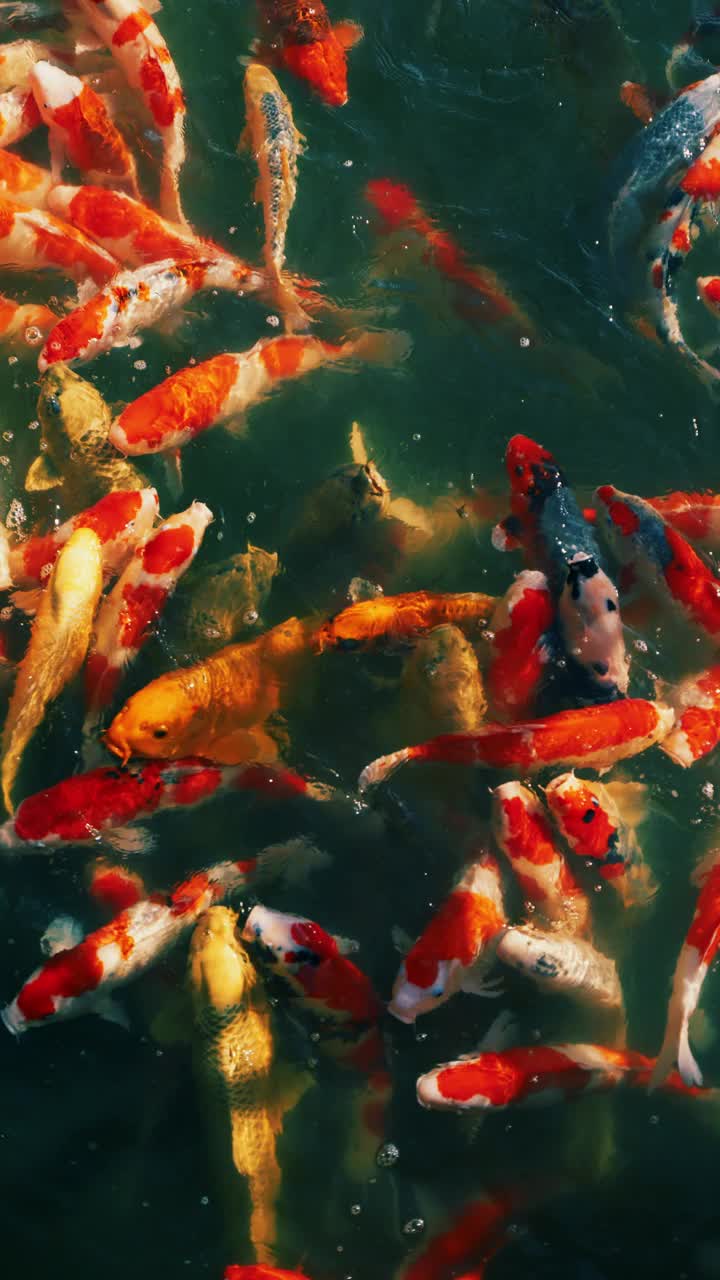 彩色鲤鱼或锦鲤在日本花园的池塘里游泳的美丽景色，Nishikigoi, Nobody，慢动作，智能手机镜头的垂直视频视频下载