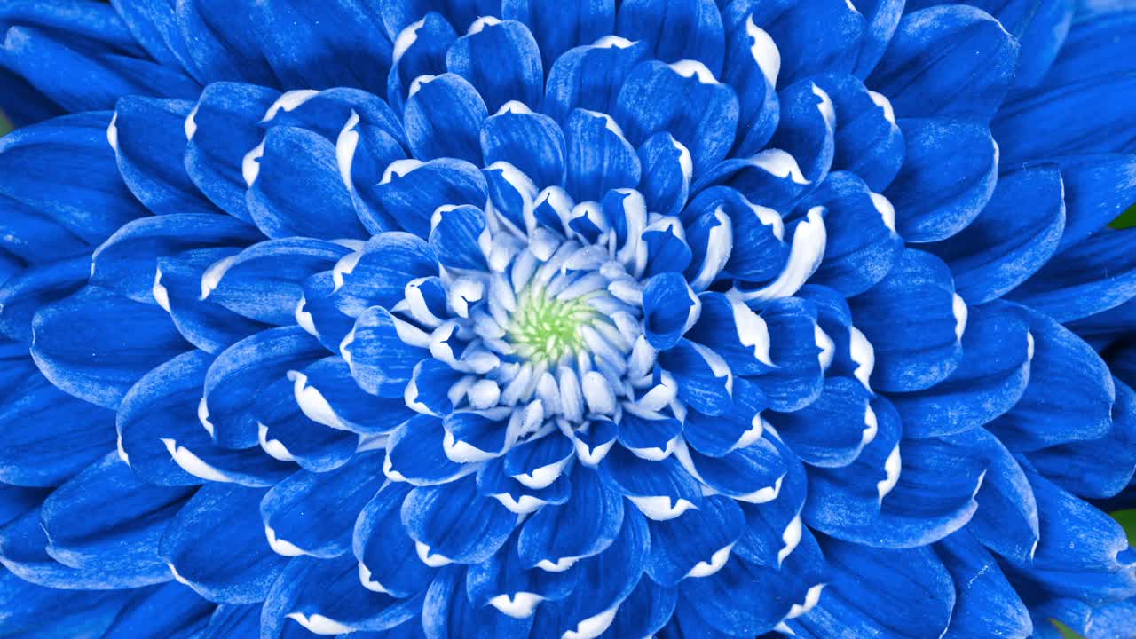 蓝红色的菊花在盛开的时候移动花瓣视频下载