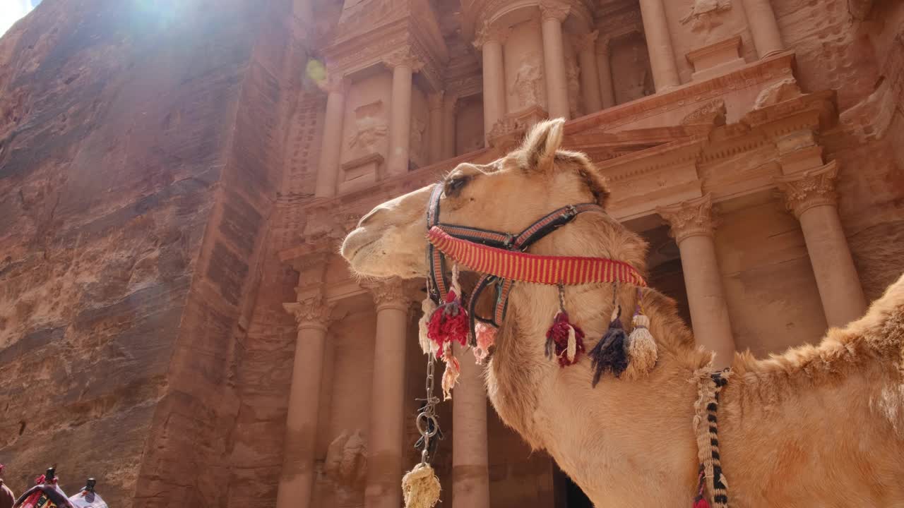 佩特拉财政部大楼前的骆驼视频下载