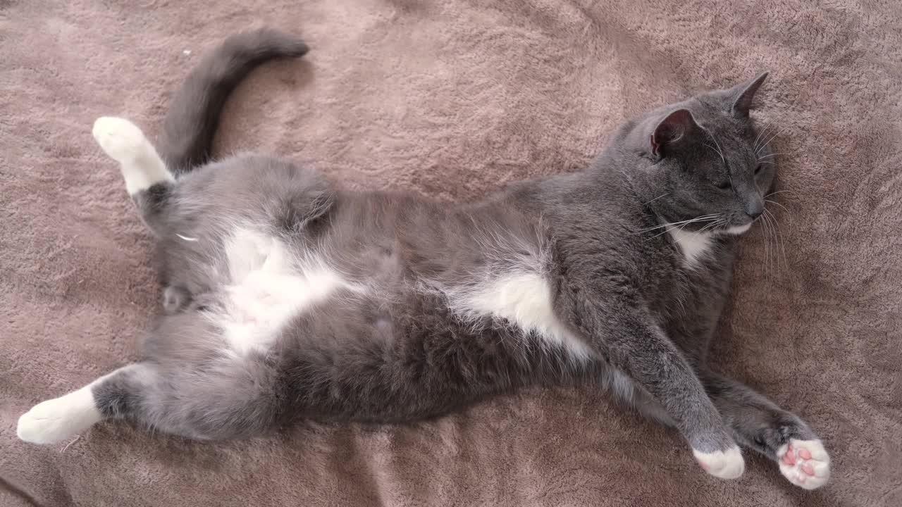 有趣的灰色小猫躺在棕色纺织品上的肖像。爱睡的宠物。副本的空间。小猫摆姿势，伸展身体。快乐的小猫可爱的休息姿势。爱动物。基蒂靠近点。视频下载