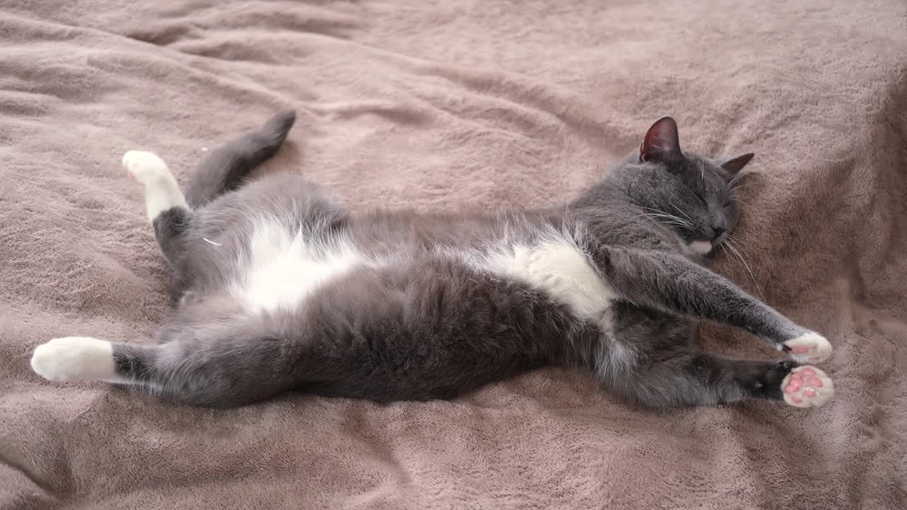 有趣的灰色小猫躺在棕色纺织品上的肖像。爱睡的宠物。副本的空间。小猫摆姿势，伸展身体。快乐的小猫可爱的休息姿势。爱动物。基蒂靠近点。视频下载