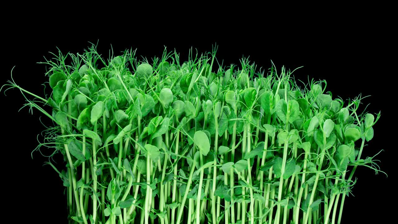 绿豌豆发芽移动在时间流逝。健康饮食的绿色幼苗。素食食物。有机产品微绿色黑色背景延时视频下载