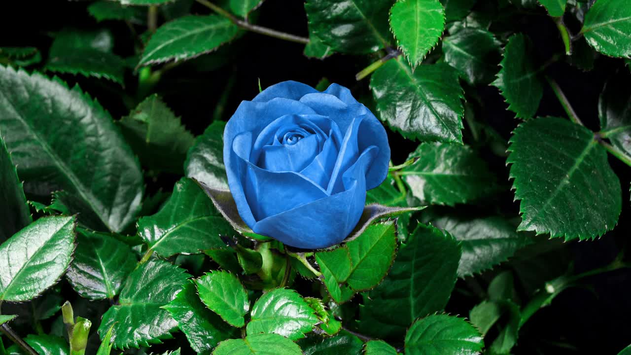 浅蓝色花玫瑰头移动在时间推移和盛开的黑色背景与树叶环绕。婚礼背景，情人节概念。蓝色视频下载
