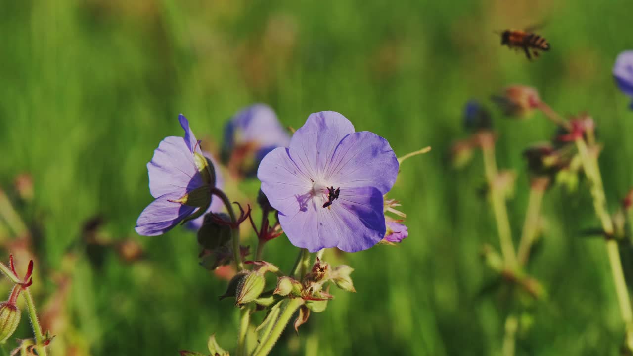 草地上开着蓝色的花。春天的时候，4K视频。视频下载
