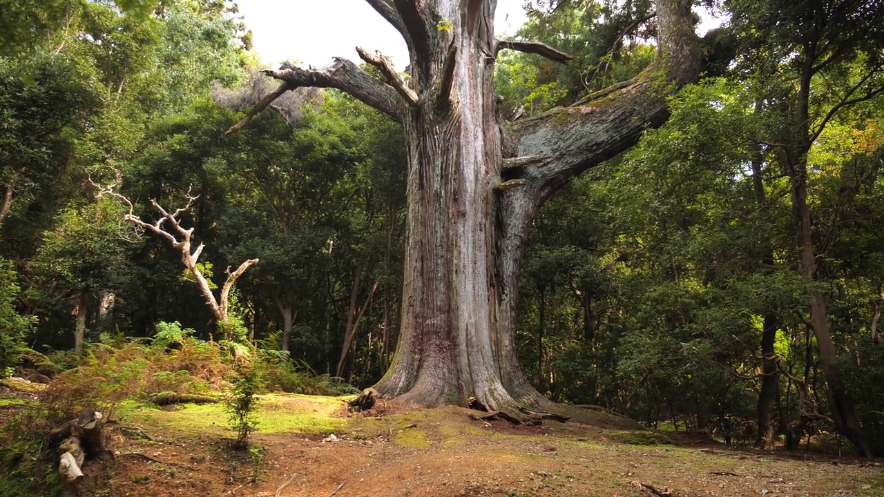 日本嘉贺大沙附近奈良公园里巨大的日本古树视频下载
