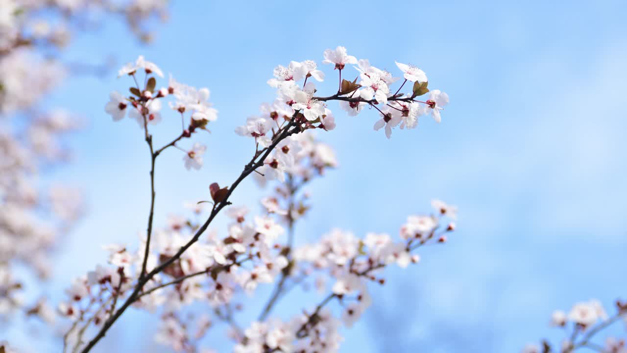 美丽的樱花树在春天绽放，果树枝上温柔的花朵映着蓝天视频下载