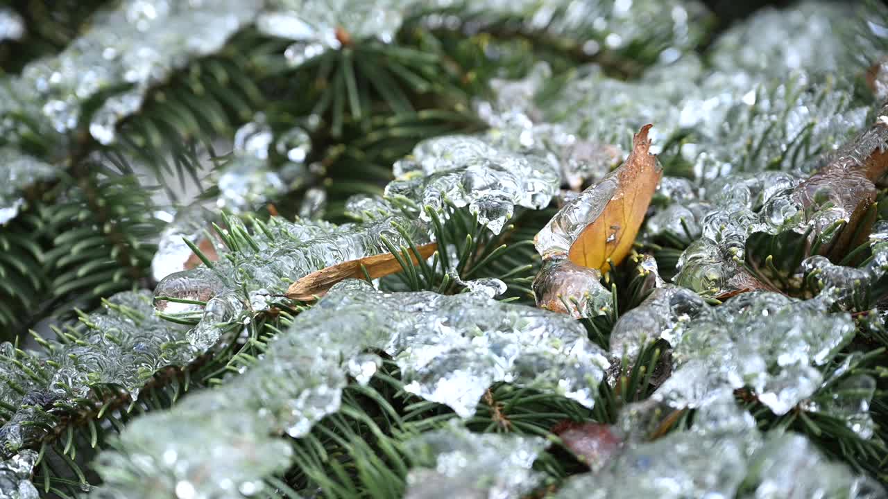 颤抖的华丽的针叶树树枝与大量的透明闪闪发光的冰滴。山间冰暴过后的针叶树之美。高品质的4k慢动作原始电影素材视频下载