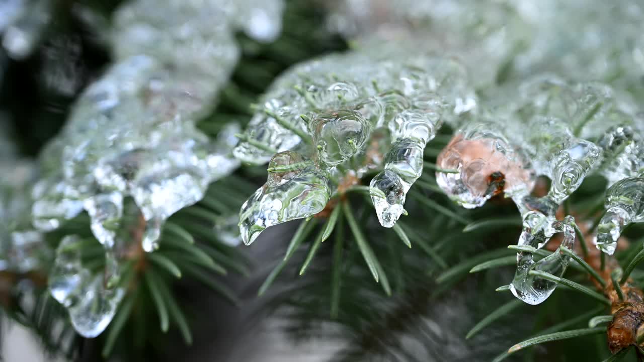 近景晶莹剔透，透明的冰柱在一根小针叶树树枝的顶端，在冬天的树林里随风瑟瑟发抖，绿色模糊了背景。高品质的4k超级慢动作原始电影素材视频下载