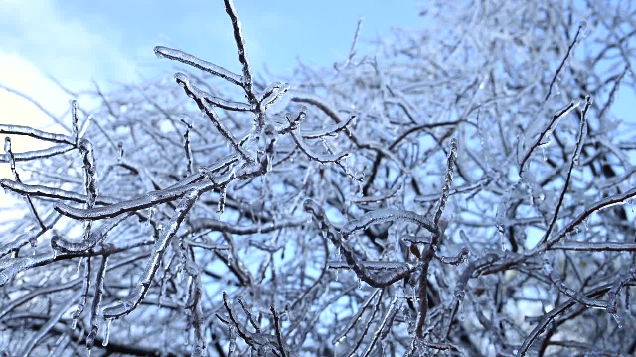 被冰覆盖的树枝。高质量的4k视频见证了树枝被一层令人惊叹的冰包裹的惊人之美。视频下载