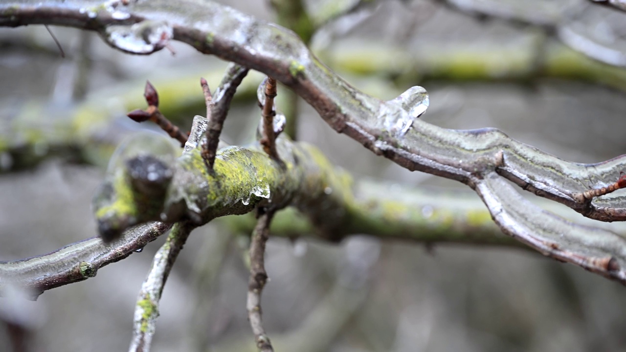 当冰柱从光秃秃的树枝上慢慢融化，预示着春天的到来，季节转换的美丽。4k慢动作原始电影视频视频下载
