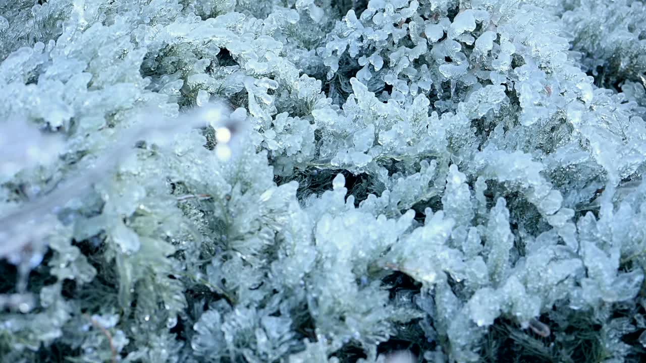 霜冻灌木的特写揭示了大自然的冬季之美。高品质的4k慢动作镜头，令人惊叹的近距离拍摄覆盖在霜上的灌木，展示了大自然冬季的迷人之美。视频下载