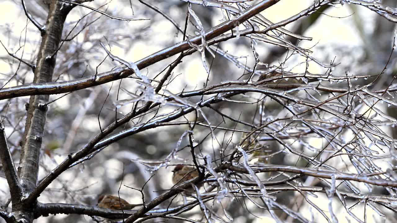 冬天站在树枝上的红腹灰雀。4k 120 FPS慢动作原始视频视频下载