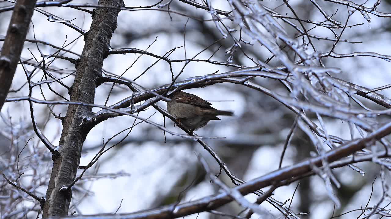 冬天站在树枝上的红腹灰雀。4k 120 FPS慢动作原始视频视频下载