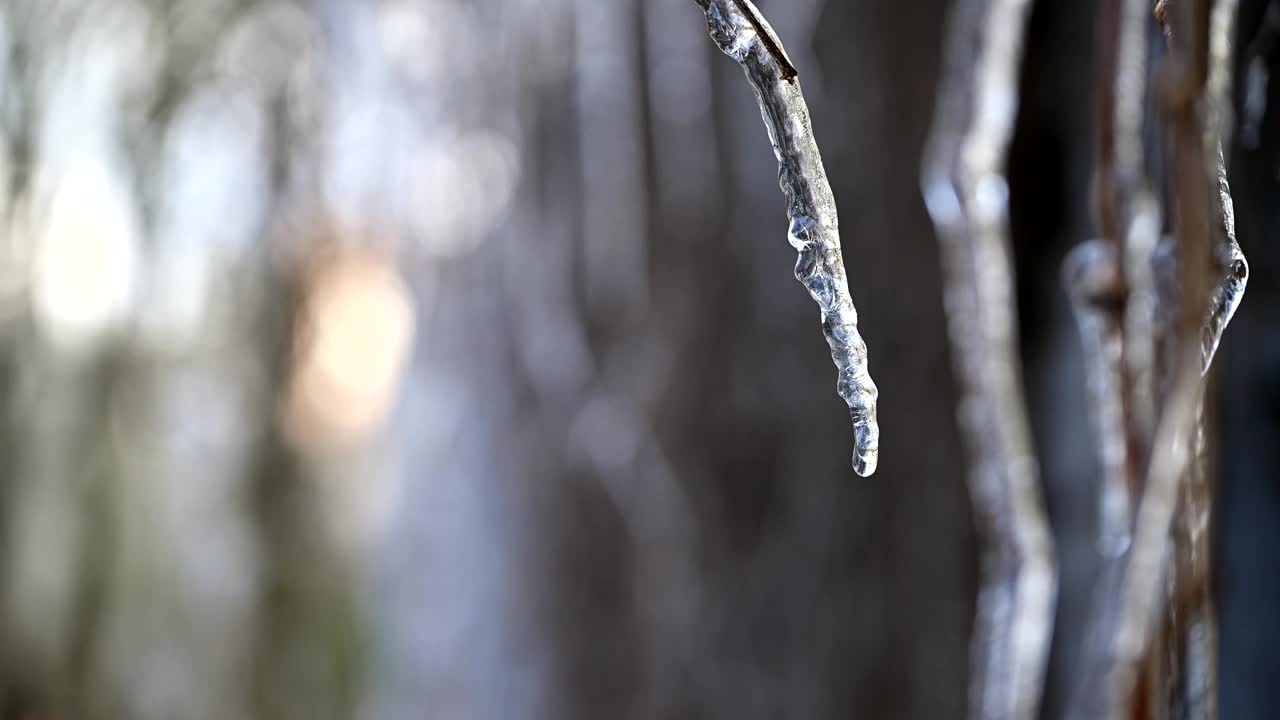 雪融化在冬天的树枝上的芽上。特写从融化的雪水滴在模糊的树木背景。自然冬天或春天的概念。4k超级慢动作120 FPS原始视频视频素材