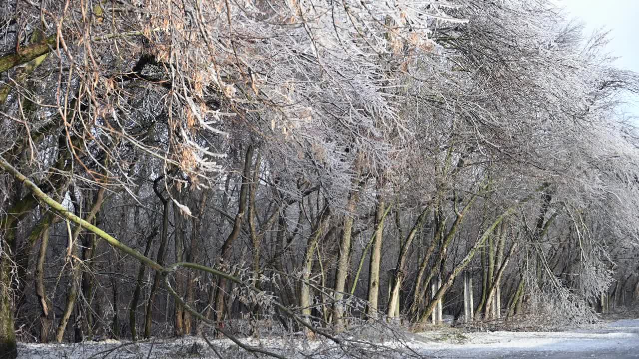 一场冰暴过后的宁静景象，树木被闪闪发光的霜覆盖，森林地面被雪覆盖。视频下载