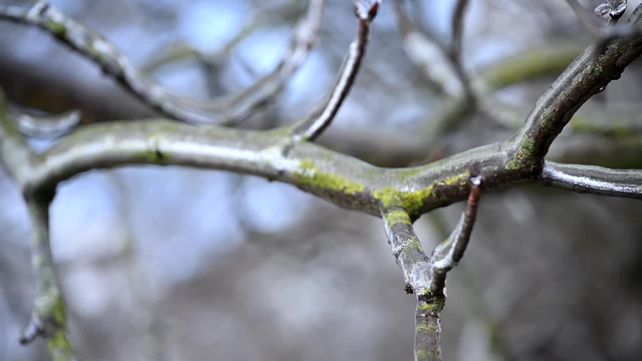 当冰柱从光秃秃的树枝上慢慢融化，预示着春天的到来，季节转换的美丽。4k慢动作原始电影视频视频下载