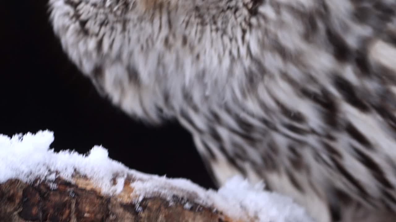 威严的猫头鹰脸靠近雪地视频下载