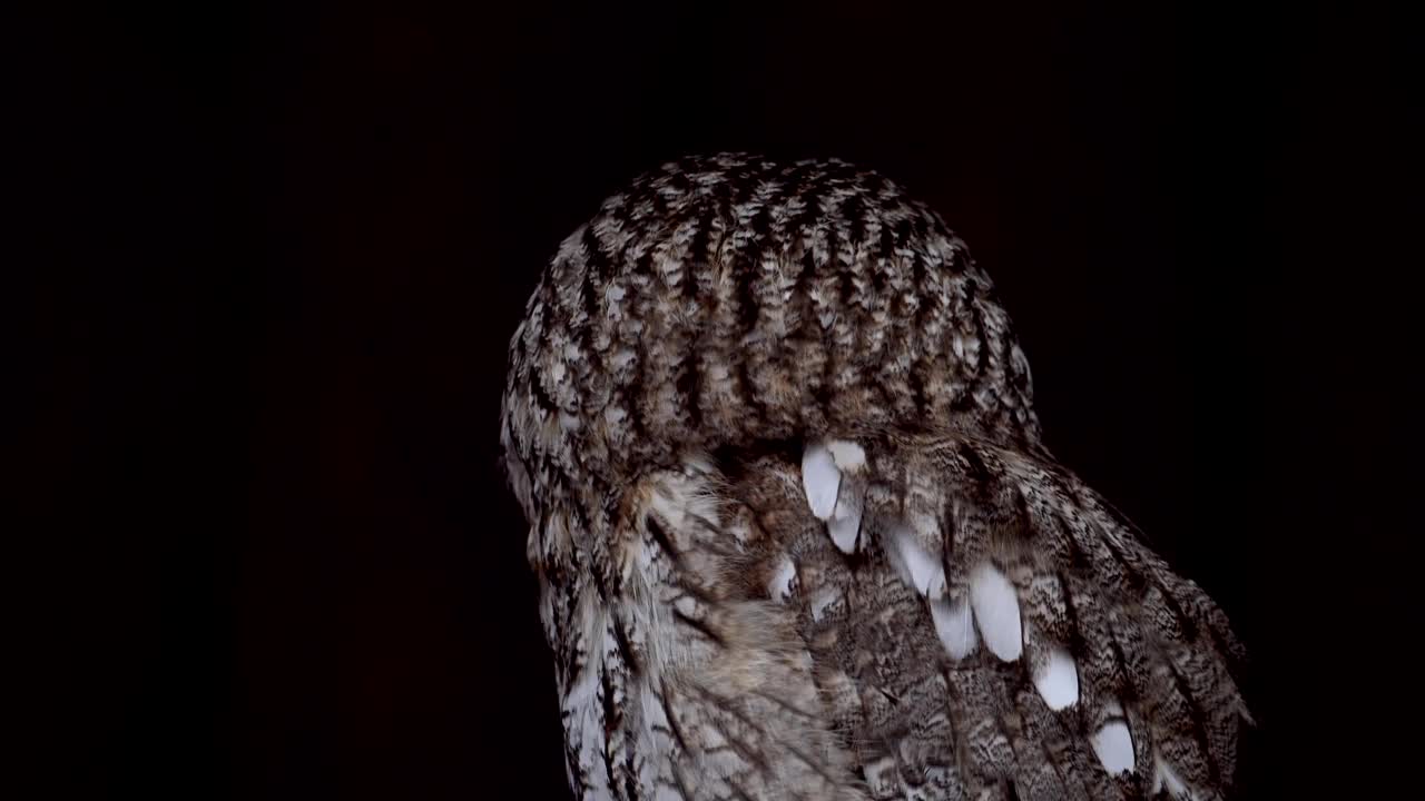 猫头鹰在黑暗中栖息在树枝上视频下载