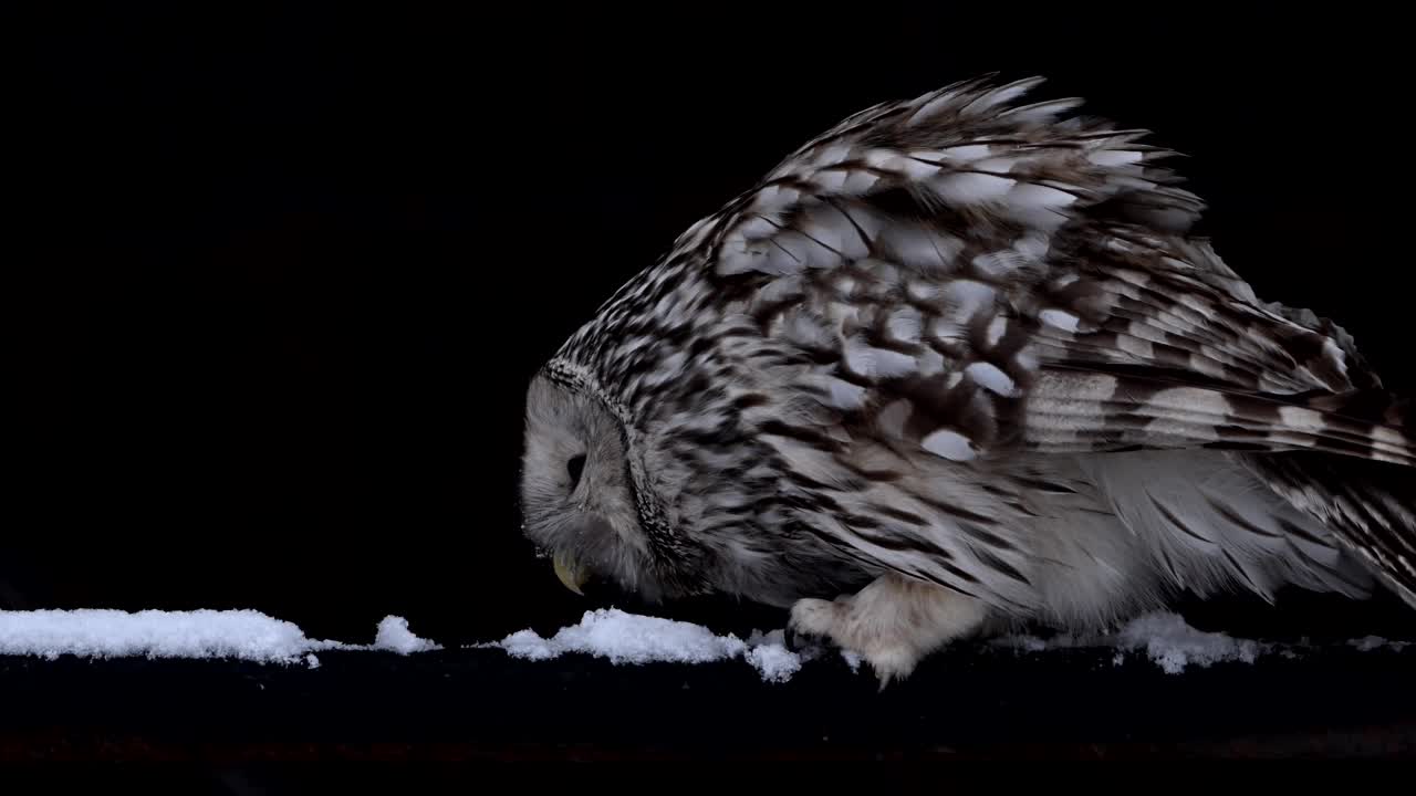 猫头鹰栖息在雪地上视频下载