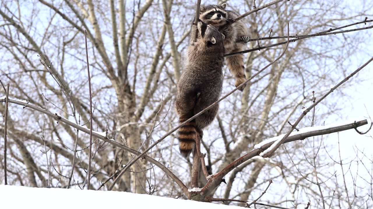 浣熊在雪中爬树枝视频下载