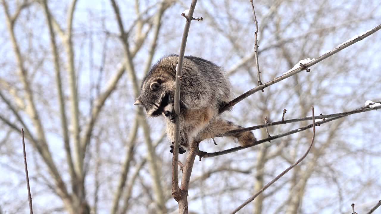 浣熊在冬天爬树枝视频下载