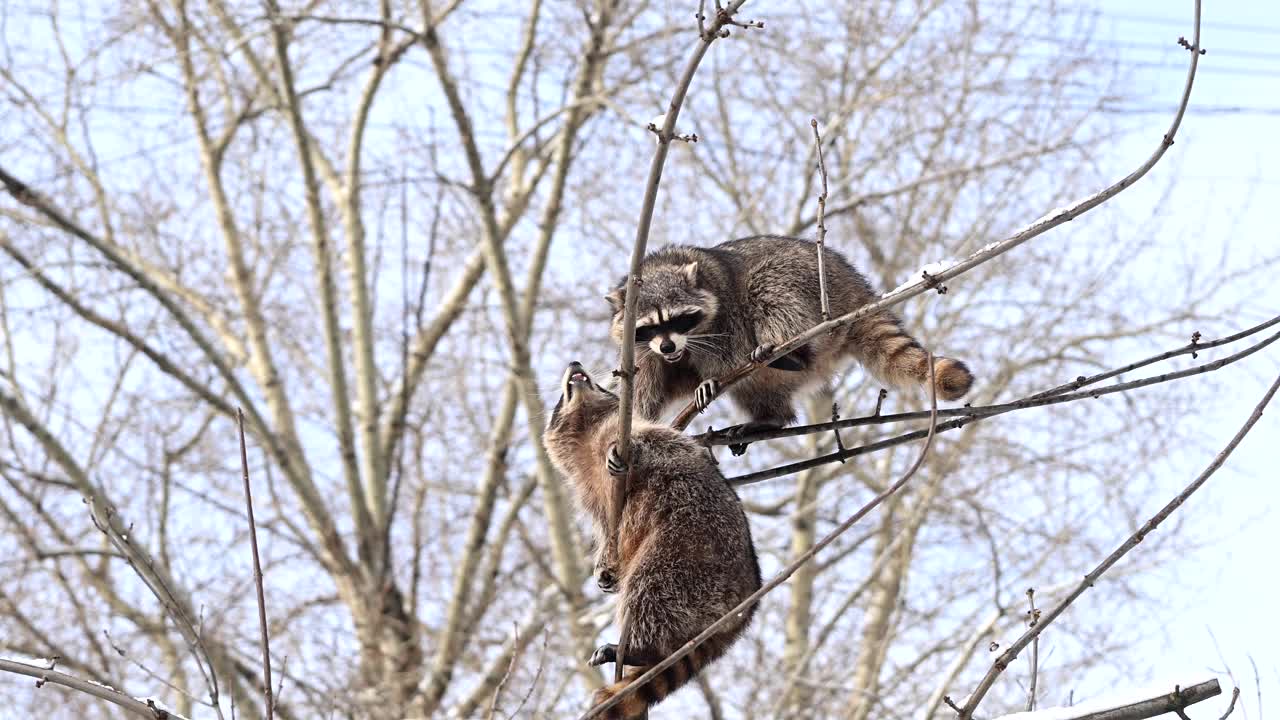 一对野生浣熊坐在一棵高树上被雪覆盖的树枝上，环顾四周。冬季野生动物电影视频。4K原始超慢动作镜头视频下载