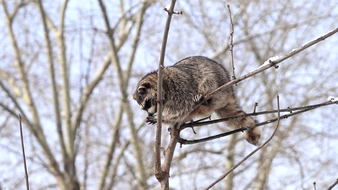 浣熊在冬天爬树枝视频下载