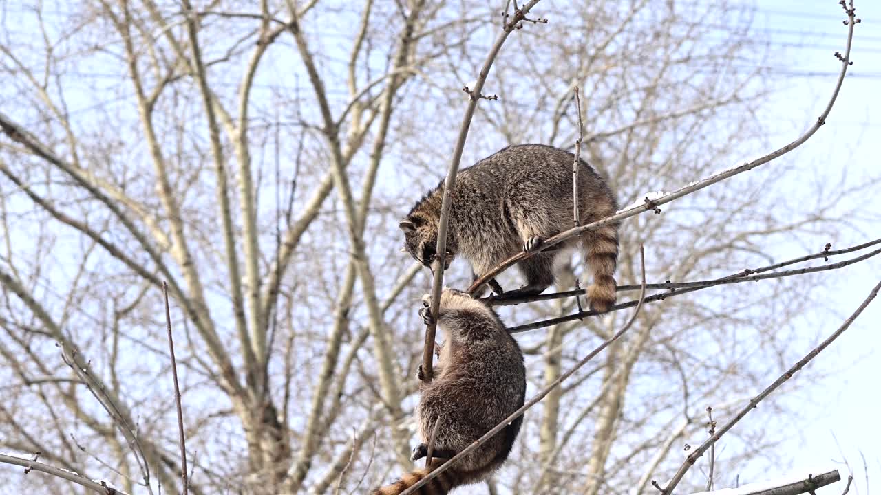 一对野生浣熊坐在一棵高树上被雪覆盖的树枝上，环顾四周。冬季野生动物电影视频。4K原始超慢动作镜头视频下载