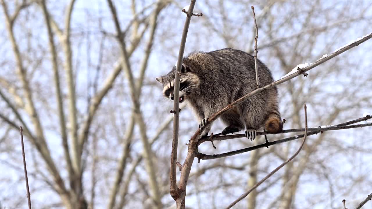 浣熊栖息在树枝上视频下载