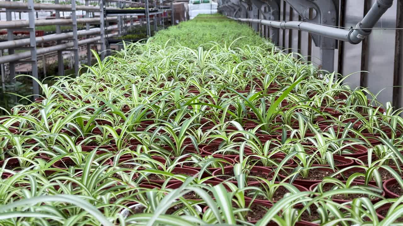 工业大棚种植吊兰的研究。温室里吊兰的芽视频下载