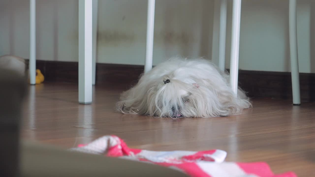 一只毛茸茸的、昏昏欲睡的西施狗正在家里的地板上休息。视频素材