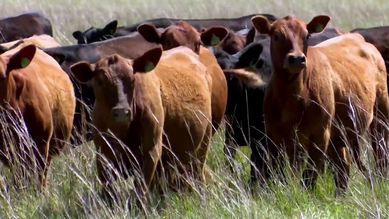 棕色和黑色的小牛在草地上散步视频下载
