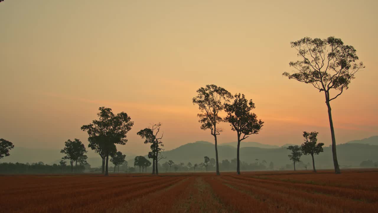 在稻田里的大树上，日出时甜美的天空视频下载