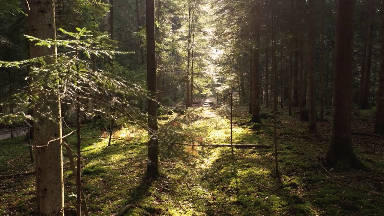 清晨的阳光洒在宁静的树林里。视频下载