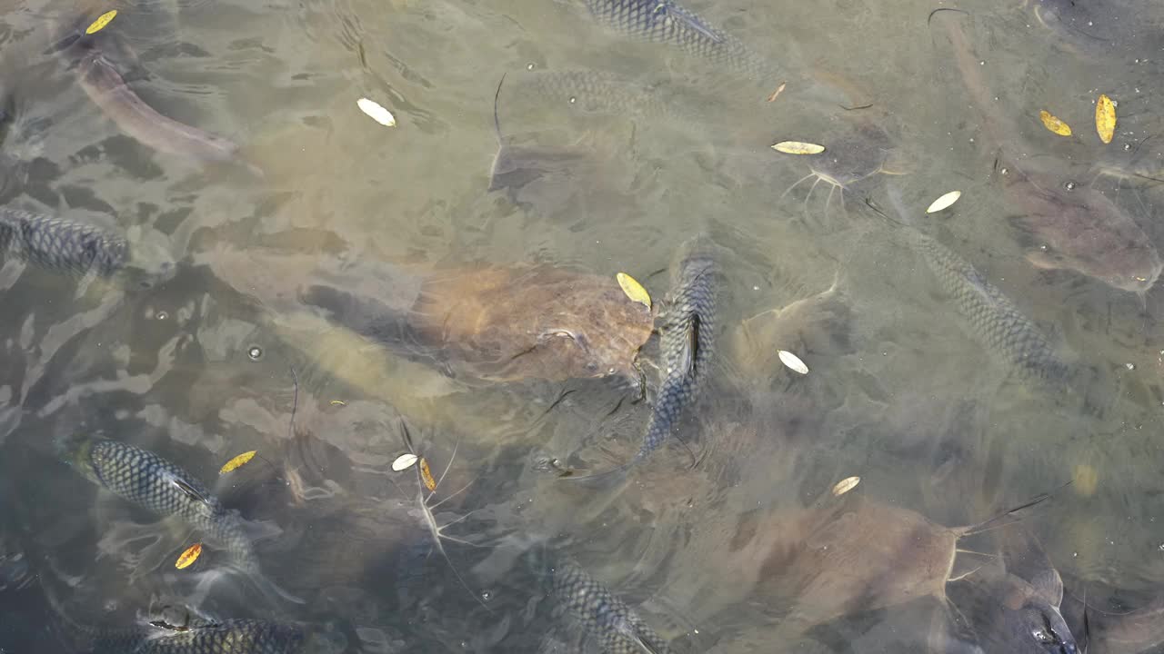 池塘里密集的一群鲶鱼，在泥泞的水环境中张大嘴巴吵着要食物。视频下载