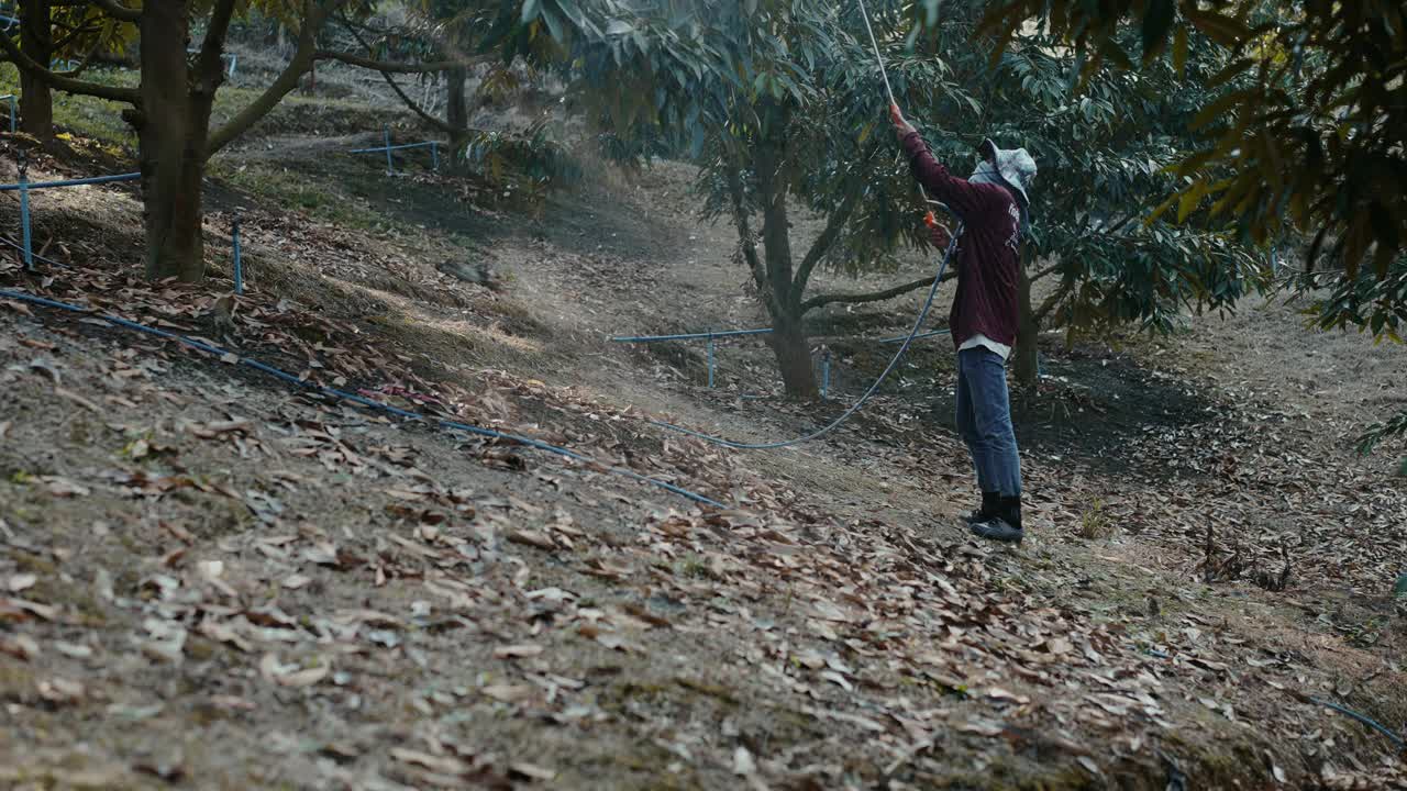 在农村的榴莲果园里，一位戴着防护装备的农民在树上喷洒农药。视频下载