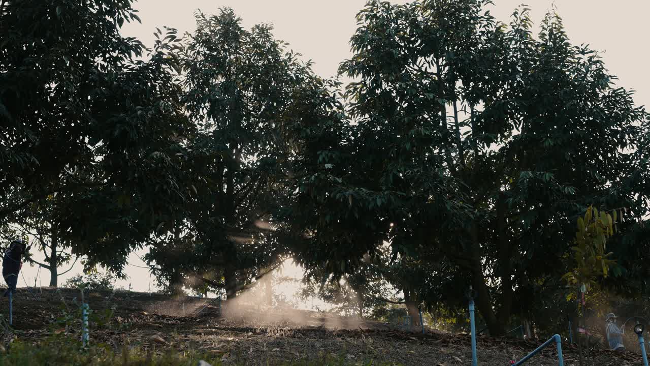 在农村的榴莲果园里，一位戴着防护装备的农民在树上喷洒农药。视频下载